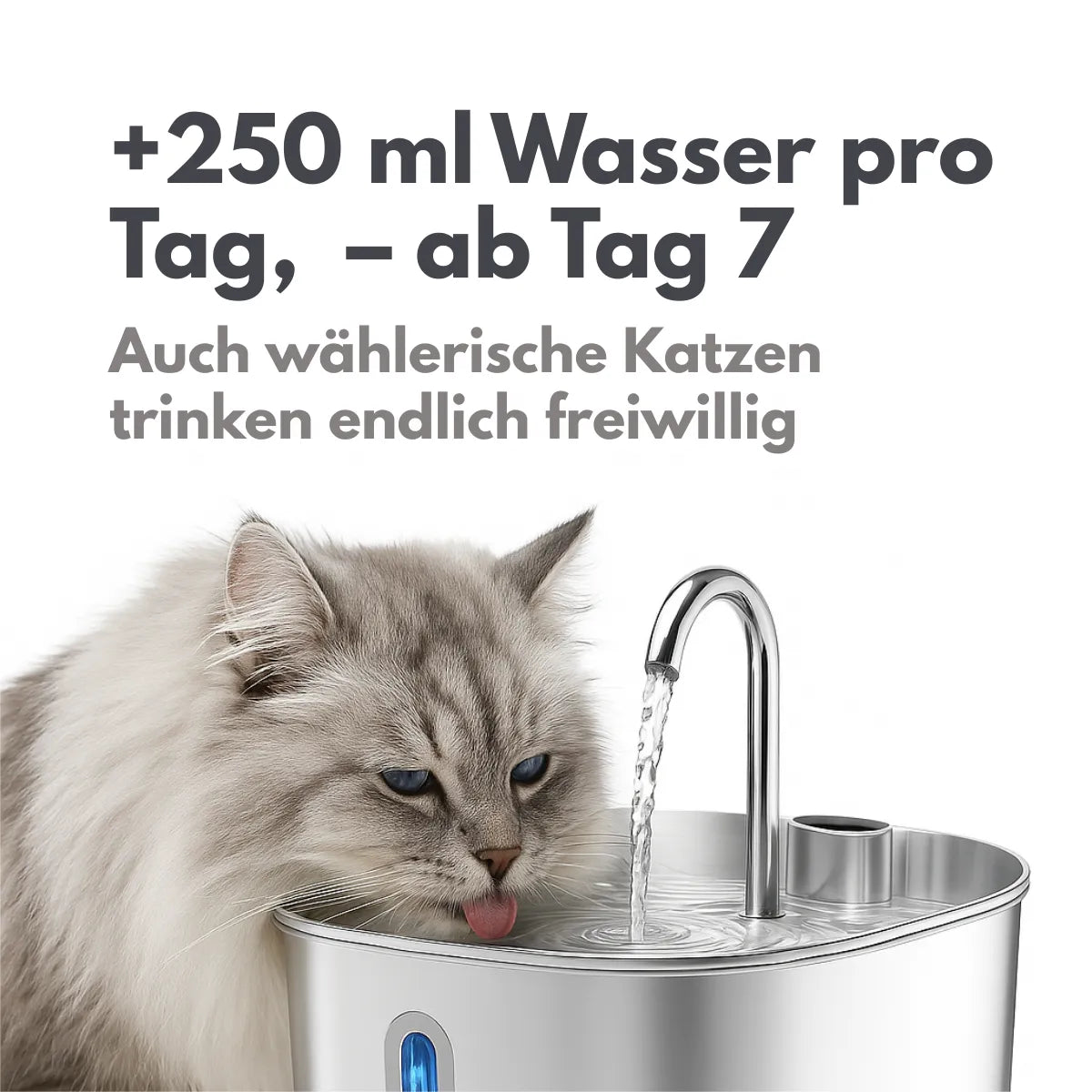 GESUNDE NIEREN – JEDEN TAG MIT DEM NR.1 EDELSTAHL-KATZENBRUNNEN